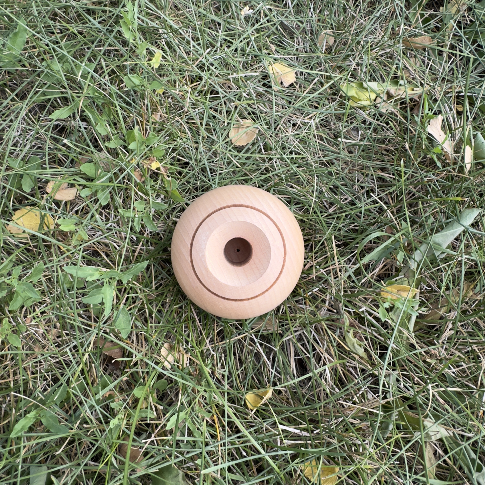 Beech Raccoon Tama Only